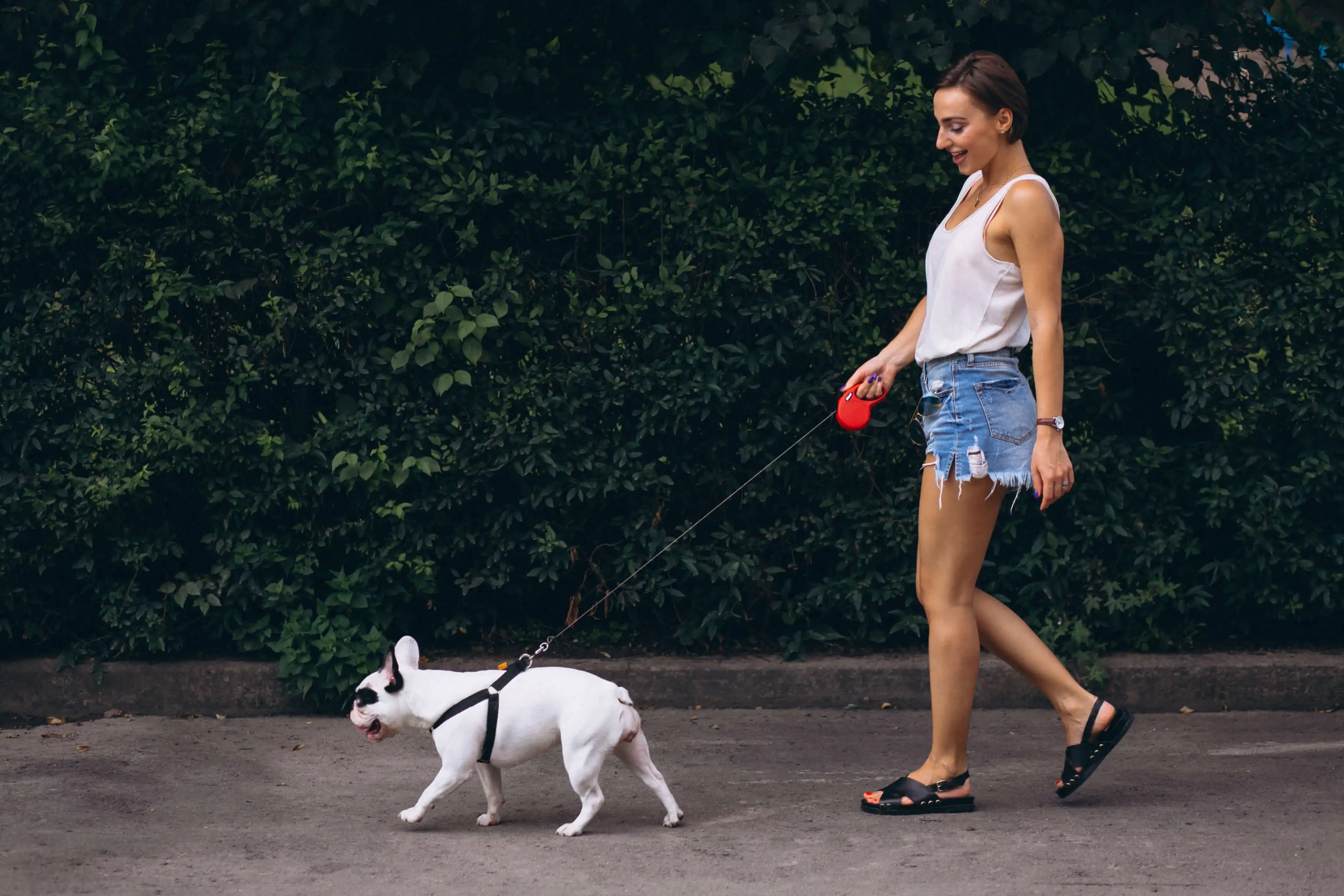 Los 10 beneficios de pasear a tu perro diariamente