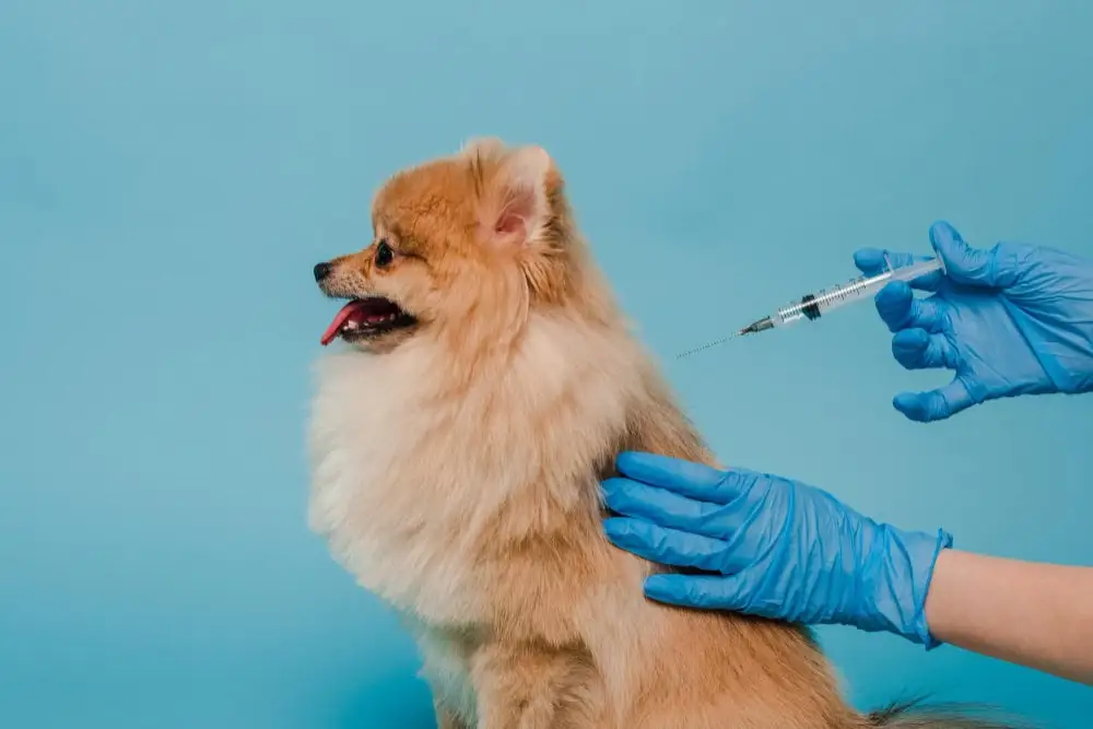 Guía completa de vacunación para mascotas en Perú